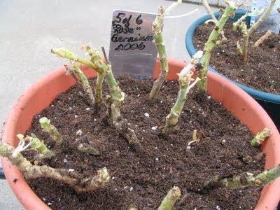 Overwintering Geraniums, Geranium Care, Plant Propagation, Overwintering, Green Things, Winter Vegetables, Winter Plants, Garden Help, Concrete Garden