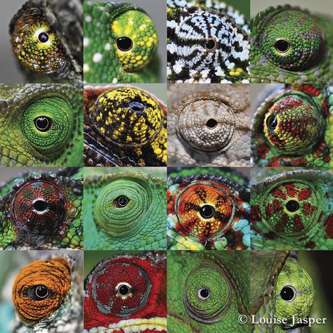 Chameleon Eye Collage | Louise Jasper | Flickr Cameleon Art, Eye Collage, Chameleon Eyes, Frog Eye, Collage Drawing, African Cichlids, Eye Pictures, Wiccan Spell Book, Art Gallery Wallpaper