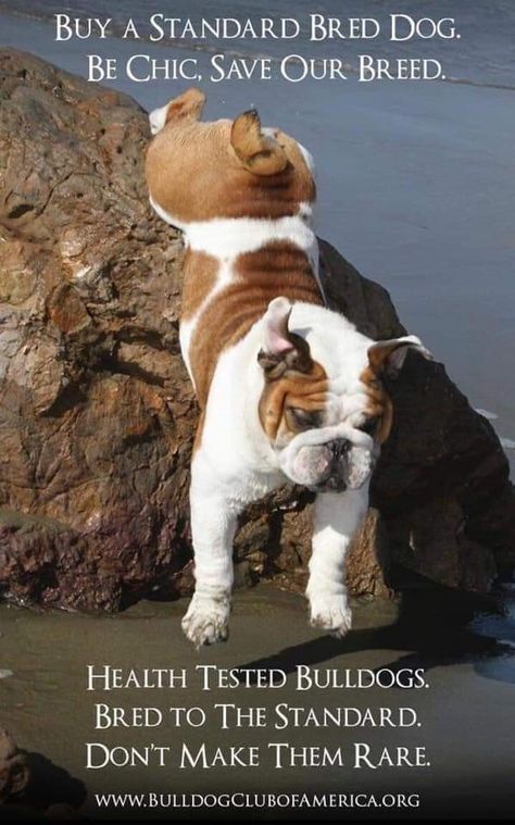 Purebred dogs ❤💞💕 Purebred Dogs, Dog Show, Beautiful Dogs, Dog Breeds, Bulldog, Pure Products, Dogs, Animals