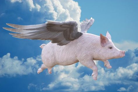 When Pigs Fly, Flying Pig. When pigs fly! A flying pig with wings of feathers fl , #AFFILIATE, #fly, #pigs, #pig, #flying, #Fly #ad Pigs With Wings, Flying Pig Illustration, Flying Pig Drawing, Blair Core, Pigs Flying, Pig Wings, Pig With Wings, Flying Pigs, When Pigs Fly