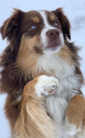 Aussie Puppies, Aussie Dogs, Dog Exercise, Cute Animals Puppies, Dream Dog, Australian Shepherd Dogs, Busch Gardens, Baby Animals Pictures, Really Cute Dogs