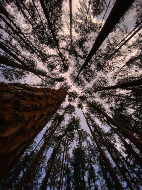 Kingdom Of Fire, Zeus Father, Bristlecone Pine Tree, Experimental Film, Earth City, Forest Essentials, Bristlecone Pine, Forest Drawing, Pine Trees Forest