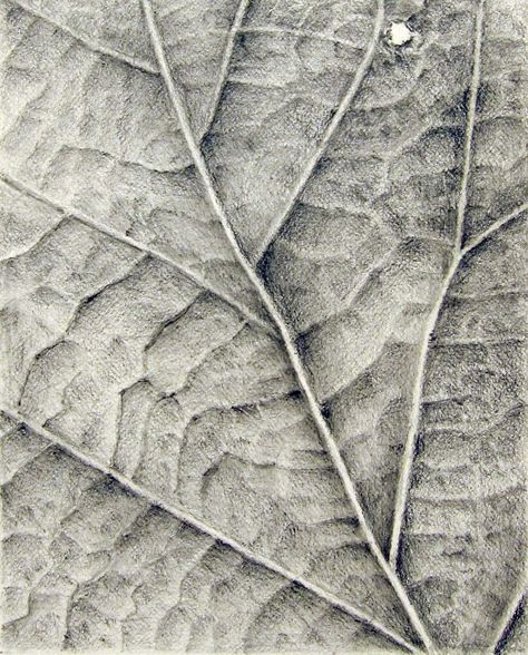 texture Close Up Texture Drawing, Nature Close Up Texture, Drawing Textures With Pencil, Leaf Texture Drawing, Sketchbook Texture, Texture Drawing Ideas, Texture Drawings, Textures Drawing, Basic Sketch