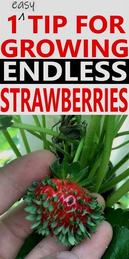 Strawberry Seedlings, Growing Strawberries In Containers, How To Grow Strawberries, Strawberries In Containers, Strawberry Seeds, Regrow Vegetables, Grow Strawberries, Growing Vegetables In Pots, Strawberry Seed