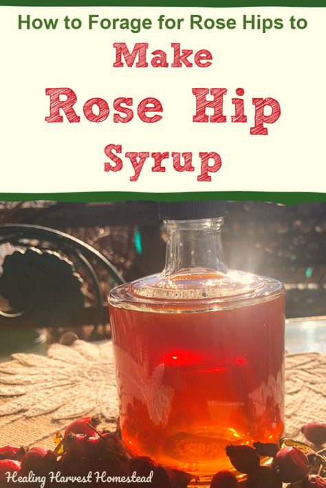 Find out how to identify, forage, harvest, and use wild rose hips this fall! Rose hips are great for boosting the immune system. Did you know you can make your own rose hip syrup very easily from fresh or dried rose hips? Here is a recipe for vitamin C packed immune boosting rose hip syrup, plus all kinds of ways to use it plus the benefits! #rosehips #benefits #uses #wild #syrup #recipe #remedy #harvesting #vitamins #healingharvesthomestead Rose Hip Recipes Food, Rose Hip Syrup, Rose Hip Syrup Recipe, Rose Hip Jam Recipes, Rosehip Syrup Recipe, Rose Hip Recipes, Alaska Foraging, Foraging Uk, Rosehip Recipes