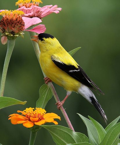 American Goldfinch Goldfinch Bird, Yellow Finch, Gold Finch, American Goldfinch, Finches Bird, Tiny Bird, Finches, The Sunflower, Goldfinch