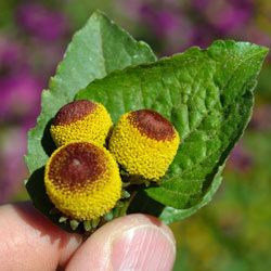 Szechuan Buttons or Toothache Plant – Rock Star of the Garden Toothache Plant, Popping Candy, Electric Daisy, Heirloom Vegetables, Best Teeth Whitening, Gum Health, Herb Seeds, Heirloom Seeds, Botanic Garden