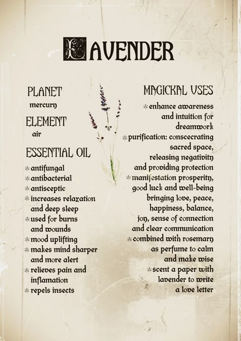 Lavender uses, benefits, essential oil, magick and alchemy, spagyrics. Lavender has been used for love, beauty and manifestations spells. Every witch should have it in her apothecary! Click to learn more... Lavender Essential Oil Benefits, Herbal Witch, Lavender Uses, Manifestation Spells, Magickal Herbs, Witch Herbs, Magia Das Ervas, Grimoire Book, Magic Herbs