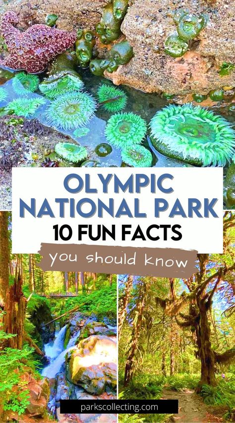 Get ready to explore the amazing wonders of Olympic National Park in a totally fun way! Check out these 10 amazing facts about the park and fall in love with its breathtaking landscapes, fascinating history, and diverse wildlife! #olympicnationalpark #washington #travel Things To Do In Olympic National Park, Olympic National Park Itinerary 1 Day, Olympic National Park With Kids, Olympia National Park, Olympic National Park In April, Olympic National Park Itinerary, Olympic National Park Beaches, Travel Seattle, Olympic National Park Waterfalls