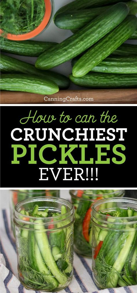 Tired of soggy canned pickles? Learn How to Can Crunchy Dill Pickles with this Waterbath Canning Recipe that uses a “low-temperature pasteurization” process. This method keeps the pickles crisper than traditional canning recipes. Get the summer canning recipe on CanningCrafts.com | #canning #foodpreservation #preserving #homecanning #canningrecipes #recipe #canningcrafts #masonjarlabels #canninglabels #masonjargifts #preserving #pickles #dillpickles #dillpicklerecipe #picklerecipe English Cucumber Recipes Canning, Canning Crispy Dill Pickles, Mixed Pickles Canning Recipes, How To Can Dill Pickles, Dill Pickle Recipe With Fresh Dill, Water Bath Dill Pickles, Sweet Dill Pickle Recipe Canning, Sliced Dill Pickles Canning, Crisp Dill Pickle Canning Recipe