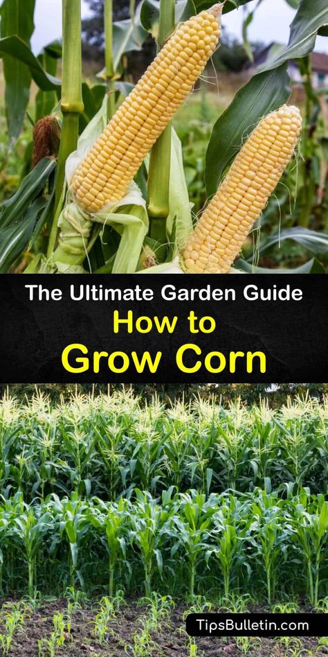 When To Plant Corn, Growing Sweet Corn, Grow Corn, Grafting Fruit Trees, Seed Starting Soil, Harvest Corn, Growing Corn, Plants Care, When To Plant