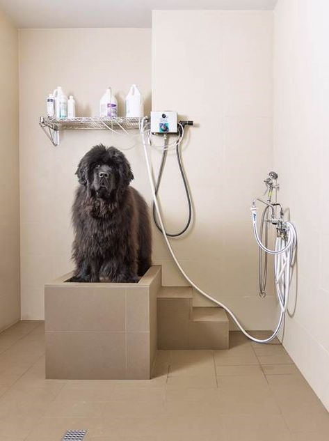 Indoor Dog Room, Dog Showers, Dog Station, Dog Space, Dog Grooming Shop, Newfoundland Dogs, Dog Washing Station, Dog Spaces, Dog Obsessed