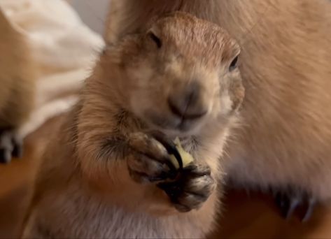 Big ounce supremacy Big Ounce Prairie Dog, Uncle Ben, Prairie Dogs, Uncle Bens, Zoo Keeper, Prairie Dog, Little Critter, Rodents, Adorable Animals