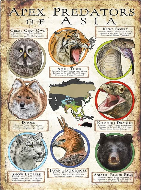 Apex Predators of Asia Poster Print Animal Predators, Informative Poster, Most Dangerous Animals, Animal Infographic, Types Of Snake, Saltwater Crocodile, Fruit Pops, Animal Illustration Art, Great Grey Owl