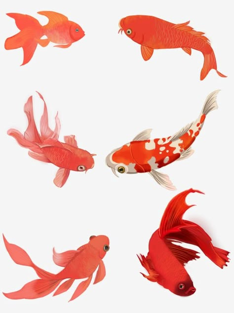 Painted Goldfish, Common Goldfish, Black Goldfish, Goldfish Tattoo, Goldfish Types, Goldfish Art, Astuces Diy, Fish Illustration, Fish Drawings