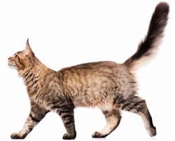 Cat Standing, Kitten Cute, Cat Anatomy, Cat Body, Warrior Cat Oc, Reference Pics, Cat Oc, Cat Info, Cat Reference