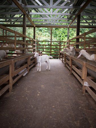 Picture of Saanen Dairy Goat Farm ... Livestock Barn, Goat Pen, Farming Technology, Goat House, Penang Island, Barn Pictures, Farm Plans, Goat Farm, Dairy Goats