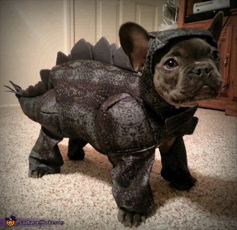 Zeus the Stegosaurus Costume Costume Works, Bulldog Francese, Halloween Costume Contest, Cute French Bulldog, Super Cute Animals, French Bulldog Puppies, Costume Contest, Dog Costumes, Cute Dogs And Puppies