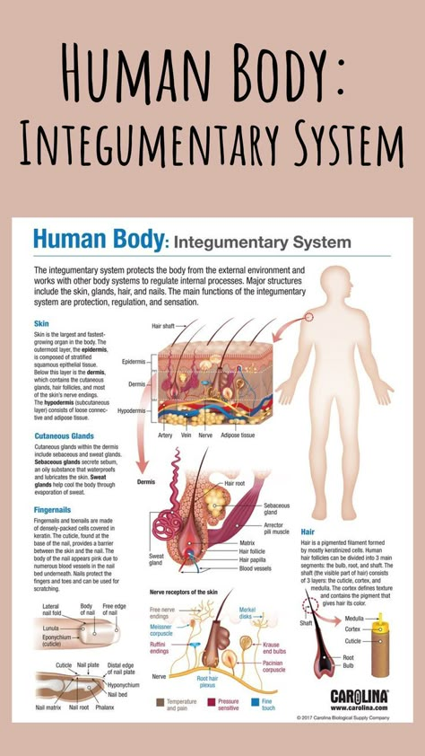 The integumentary system is made up of the skin, hair, and nails. Its main functions are protection, regulation, and sensation. This free infographic provides a colorful representation of the system that’s easy for students to read and understand! #humanbody #integumentarysystem #hair #skin #nails #senses #touch #structureandfunction #anatomy #physiology #anatomyandphysiology #a&p #nursing #doctor #infographic #bodysystems #science #research Integumentary System Project, The Integumentary System, Skin Anatomy, Integumentary System, Basic Anatomy And Physiology, Nurse Study Notes, Anatomy Physiology, Nursing Student Tips, Science Research