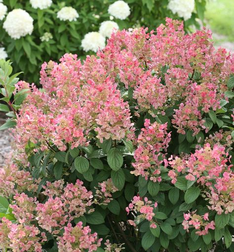 Smaller variety with cone shaped blooms that open earlier than most varieties. The blooms change from white to reddish-pink. The smaller size fits into most any size garden area for late season color. Landscaping With Limelight Hydrangeas, Tall Hydrangea Bush, Fire And Ice Hydrangea, Annabelle Hydrangea Companion Plants, Best Hydrangeas For Full Sun, Quick Fire Hydrangea Landscaping, Incrediball Hydrangea Landscaping, Pinky Winky Hydrangea, Quick Fire Hydrangea