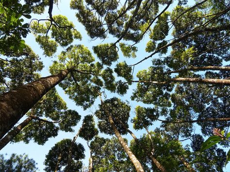 Crown shyness is a naturally occurring phenomenon in some tree species where the upper most branches in a forest canopy avoid touching one another. The visual effect is striking as it creates clearly defined borders akin to cracks or rivers in the sky when viewed from below. Although the phenomenon Crown Shyness, Forest Canopy, Colossal Art, Tree Canopy, Photosynthesis, Tree Tops, Natural Phenomena, Visual Effects, Looking Up