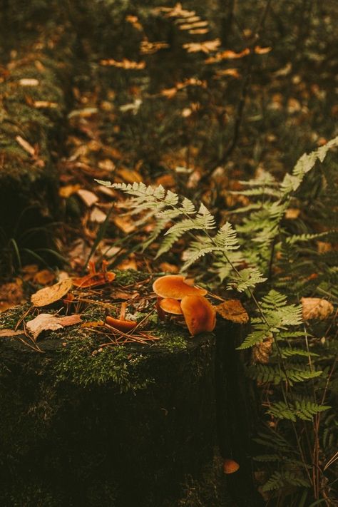 Autumn Forest Aesthetic Wallpaper, Woodland Astethic, Amber And Green Aesthetic, Forest Fall Aesthetic, Autumn Forest Photography, Autumn Woods Aesthetic, Amber Core Aesthetics, Fall Forest Background, Green Autumn Aesthetic