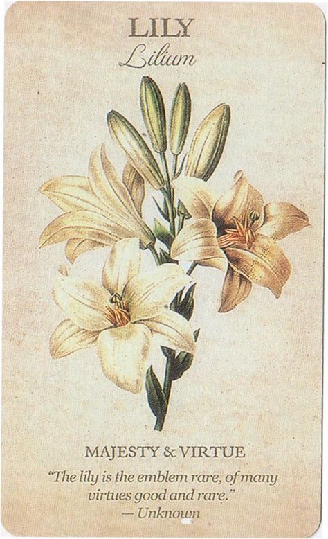 Flower Dictionary, Piskel Art, Flower Guide, Flower Meanings, Victorian Flowers, Flower Names, Flower Therapy, Images Vintage, Language Of Flowers