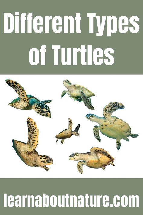 Different Types of Turtles Different Types Of Turtles, Types Of Turtles, Different Types, Aquatic Animals, Reptiles, The Globe