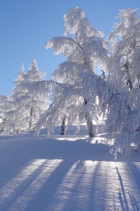 Snow Pictures, Snow Covered Trees, I Love Winter, Winter Love, Winter Wallpaper, Winter Magic, Winter Scenery, Winter Beauty, Snow Scenes