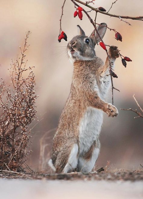 Nice Sayings, Wild Rabbit, Animal Reference, Wildlife Photos, Animal References, Bunny Crafts, Bunny Rabbits, Wildlife Animals, Animal Photos