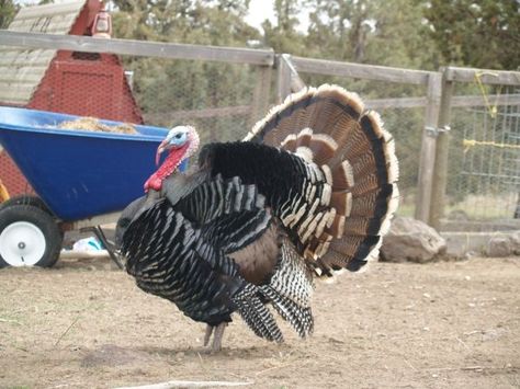 Broad Breasted Bronze Turkey tom | Is this a Standard Bronze or a Broad Breasted Bronze? Bronze Turkey, Turkey Tom, Raising Turkeys, Becoming A Pilot, I Love The Lord, Animal Farm, Go Hiking, Love The Lord, Farm Animals