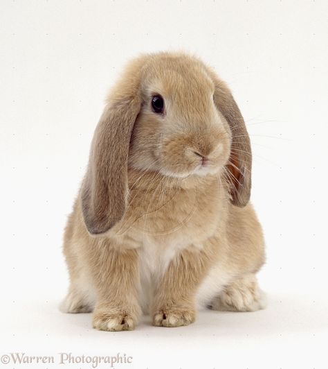 floppy eared rabbits | WP21019 Young sandy lop rabbit, 9 weeks old, with long drooping ears. Floppy Ears Bunny, Long Eared Rabbit, Floppy Bunny Ears Drawing, Bunny Ears Reference, Rabbit Poses, Bunny Floppy Ears, Bunny With Floppy Ears, Floppy Bunny Ears, Floppy Ear Bunny