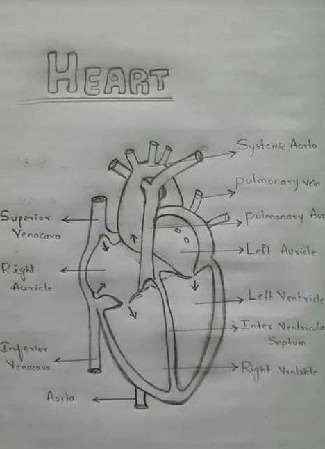 Easy Heart Drawings, Human Body Projects, Biology Diagrams, Science Diagrams, Logic And Critical Thinking, Heart Diagram, Learn Biology, Basic Anatomy And Physiology, Nurse Study Notes