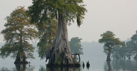 When you think of the word 'swamp', you don't necessarily think 'Instagram-worthy' — but these are here to change your mind. Great Dismal Swamp, Dismal Swamp, Hunter Exam, Caddo Lake State Park, Greed Island, American Roadtrip, Bog Witch, Alluka Zoldyck, Illumi Zoldyck