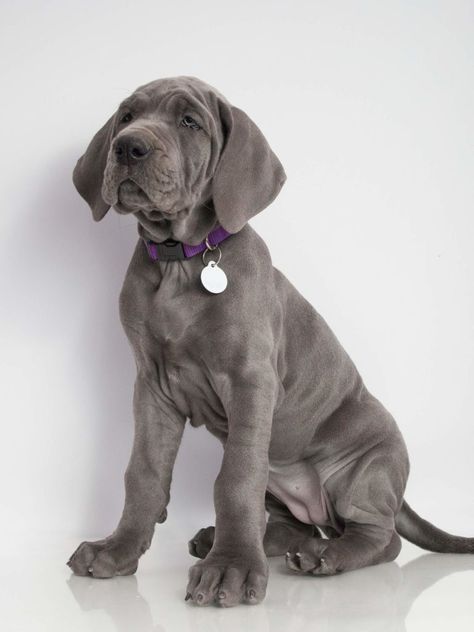 Blue Great Dane Puppies, Blue Merle Great Dane, Merle Great Danes, Crate Train, Great Dane Rescue, Blue Great Danes, Dane Puppies, Puppy Sitting, Great Dane Puppy