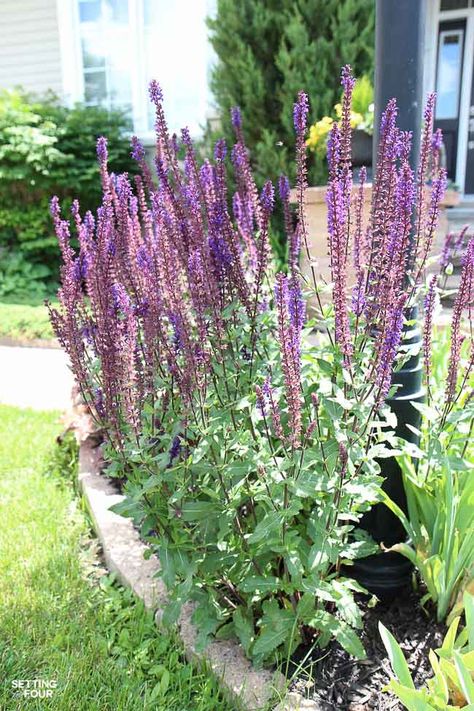 See how to use Purple salvia- a beautiful flowering perennial plant - to landscape around a lamp post to beautify the front of the home. Light Post Landscaping, Purple Salvia, Texas Landscaping, Light Post, Garden Flower Beds, Outdoor Crafts, Lantern Post, Garden Design Plans, Modern Landscaping