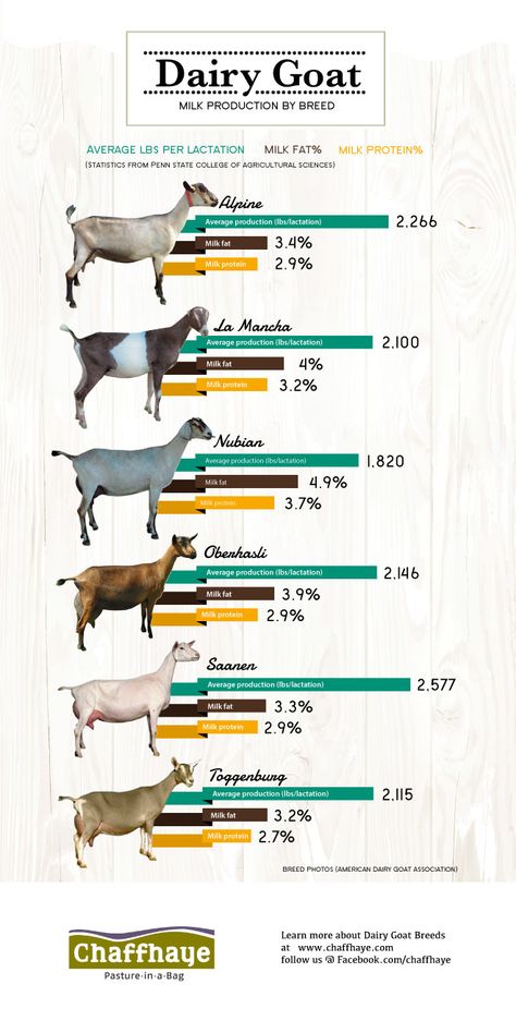 Goats may not be as popular as beef or pork, but it is a big contributor to the agriculture production in the US. This shows the different types of production in different breeds of goats. | Posted By: SurvivalofthePrepped.com Milk Infographic, Sheep Homestead, Types Of Goats, Keeping Goats, Goat Milking, Goat House, Raising Farm Animals, Goat Care, Goat Barn