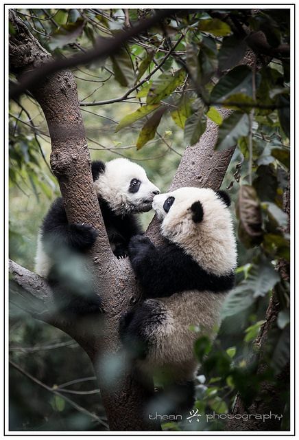 Panda Couple, Pandas In Love, Panda Love Couple, Bear Panda Couple, Stuffed Animal, 2 Pandas Hugging, Animals Kissing, Pandas Playing, Panda Love