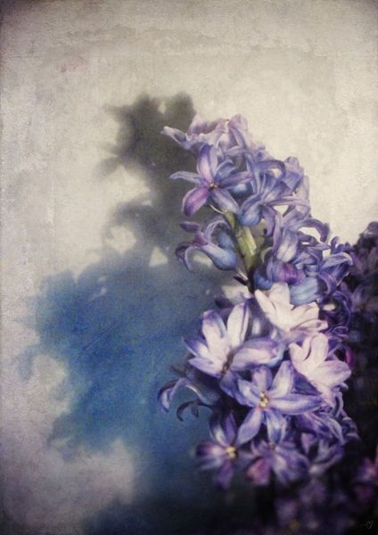 Hyacinth Wallpaper Iphone, Blue Hyacinth Aesthetic, Hyacinthus Aesthetic, Purple Hyacinth Flower Aesthetic, Hyacinths Aesthetic, Hyacinth Core, Purple Hyacinth Aesthetic, Aesthetic Periwinkle, Hyacinth Aesthetic