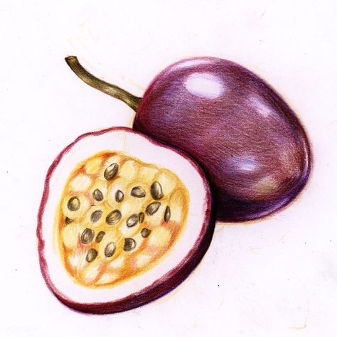 Illustration of isolated passion fruits watercolor style | free image by rawpixel.com Passion Fruit Illustration, Watermelon Illustration, Pineapple Illustration, Fruit Sketch, Fruit Watercolor, Apple Illustration, Fruit Tattoo, Fruits Drawing, Fruit Vector