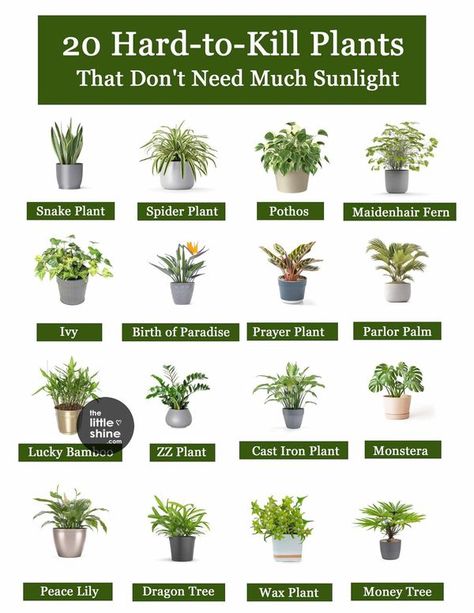 Little DIY Plants For Cold Rooms, Maidenhair Fern, Cast Iron Plant, Parlor Palm, Plant Mama, Plant Room, Dragon Tree, Apartment Plants, Zz Plant