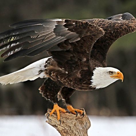 The Bald Eagle is both the national bird and animal of the United States. The bird appears on most official U.S. government seals, most notably the presidential seal.  Bald eagles are a sea eagle found throughout all of the Unites States, Canada and northern Mexico. They thrive near water, and feed primarily on fish. They also build the largest nests of any bird in North America, and the biggest tree nests of any animal on Earth. Haliaeetus Leucocephalus, Birds Photography Nature, Presidential Seal, Eagle Feather, Eagle Images, Eagle In Flight, Eagle Painting, Eagle Wallpaper, Sea Eagle