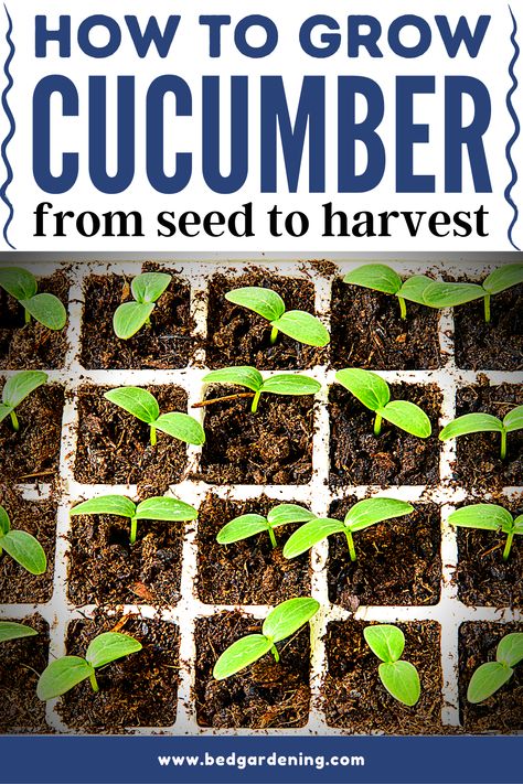 Plant Cucumbers From Seed, Best Way To Grow Cucumbers, Cucumber Seeds Starting, How To Grow Cucumbers From Seeds, Growing Cucumbers In A Raised Bed, Cucumber Starters, Cucumber Planting Ideas, Cucumber Garden Ideas, Cucumber From Seed