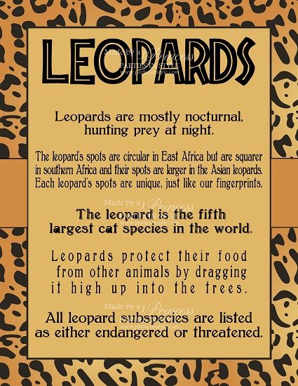 Knowledgeable Facts, Leopard Facts, Leopard Artwork, Africa Tour, Jungle Baby Shower, Jungle Baby, Facts For Kids, Wild Adventures, Safari Party