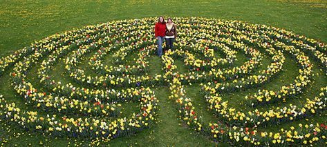 Love these Garden Maze, Labyrinth Garden, Labyrinth Maze, Labyrinth Design, Flower Bulb, Annual Flowers, Spring Bulbs, Community Gardening, Bulb Flowers