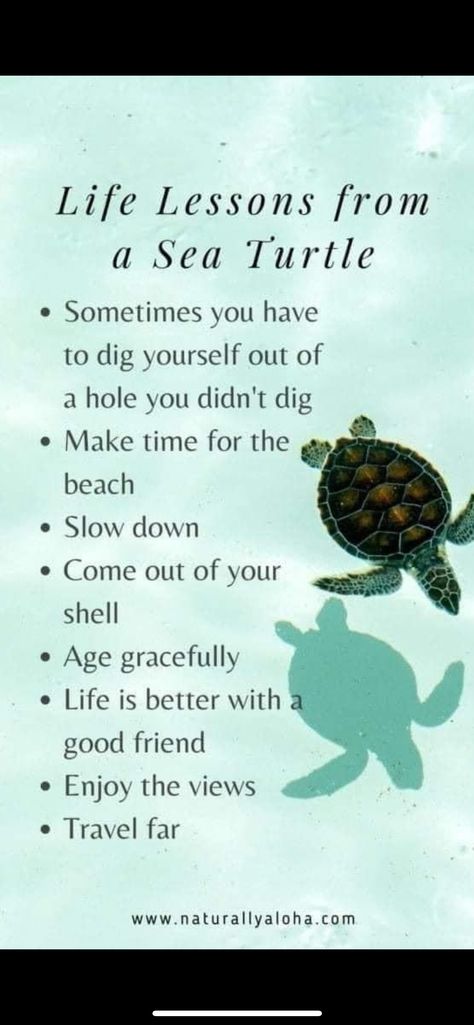 Turtle Meaning, Turtle Quotes, Morning Encouragement, Summer Baby Shower, Water Animals, Sea Turtles, Tattoos With Meaning, Active Lifestyle, Good Mood