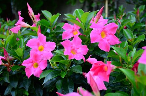 Rio Dipladenia, How To Grow Seeds, Grow Seeds, Landscape Design Ideas, Growing Seeds, Private Garden, Outdoor Play, Gardening Ideas, How To Grow