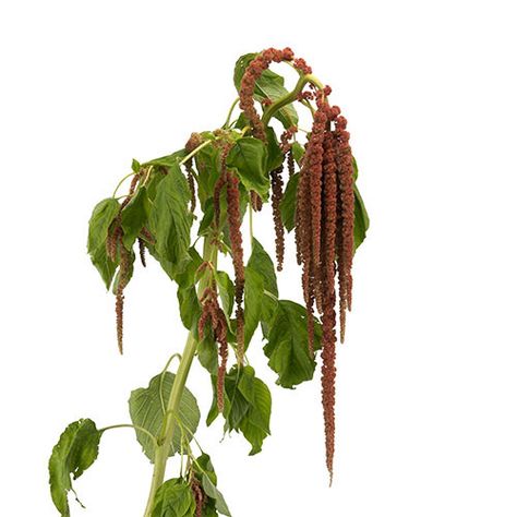 Flower Library, Hanging Amaranthus, Macrame Plant Hanger, Plant Hanger, Florist, Wedding Inspiration, Flowers