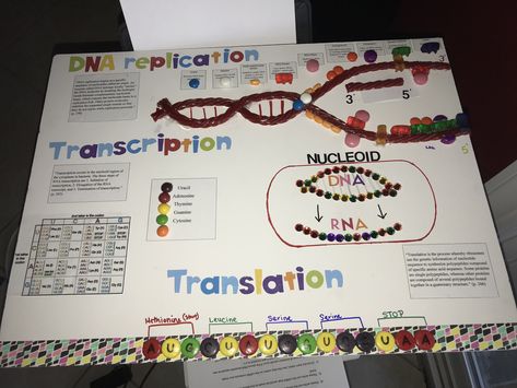 Extra credit for microbiology. Prokaryote dna replication. #BakersfieldCollege #microbiology #prenursing Protein Synthesis Project, Polypeptide Synthesis Model, Dna Replication Project, Dna Replication Model Project, Protein Synthesis Model, Dna Translation, Dna Replication Model, Dna Transcription And Translation, Dna Transcription