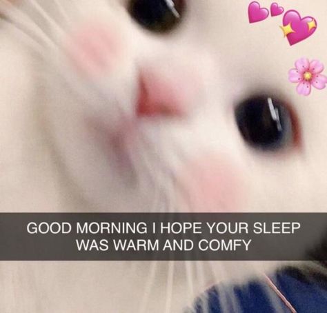 Good Morning Cat Reaction Pic, Goodmorning Cute Pictures, Cats Mood Pics, Good Morning Boyfriend Funny, Mood Pics Good Morning, Wholesome Cat Message, Hi Cute Pictures, Good Morning Cat Memes Love, Cute Good Morning Cat Memes